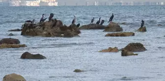 In Balıkesir, the sea receded, revealing a 2,500-year-old ancient harbor.