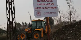 Panic over bird flu in Hatay! It was hastily quarantined.