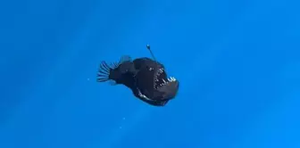 The fish known as the Black Sea devil, the lanternfish, has been captured on camera for the first time.