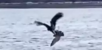 The bald eagle caught the seagull with a single deadly dive.