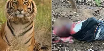 The wild tiger killed two people from the same family within 24 hours.