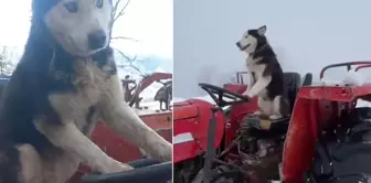 The Siberian wolf's love for tractors! It even took the wheel!