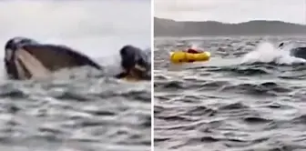 In Chile, a humpback whale swallowed a young person along with a boat and then spat them out.