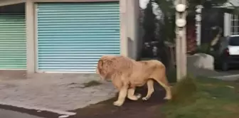 The lion that escaped from its cage caused great fear.