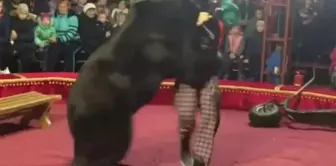 The 270-kilogram circus bear took a terrible revenge on its owner.