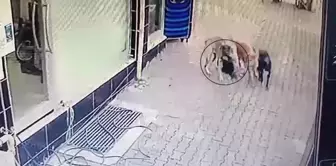 He pretended to be dead, but he still couldn't escape from the street dogs.