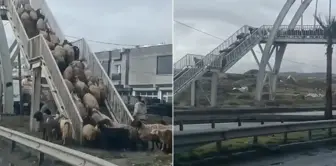 Message to those who do not use the overpass! The flock of sheep did not hesitate for a moment.