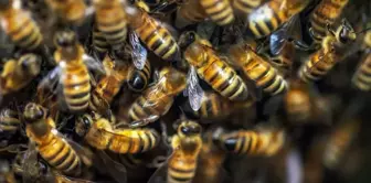 The woman who was attacked by a swarm of bees has died.