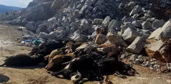 In Kütahya, 30 cattle were found dead in a stone quarry.