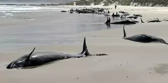 In Tasmania, 157 false killer whales washed ashore.