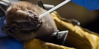 A new danger awaiting the world: A bat virus similar to Covid-19 has been found in China.