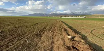 The body of a 3-day-old baby was found in Şırnak.