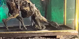 The decomposed donkey in Çankırı Salt Cave surprises onlookers.