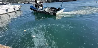 Tens of thousands of jellyfish have invaded the shores of Istanbul.