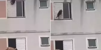 He saved the dog's life, which fell from the window with an incredible move.