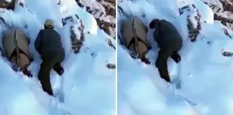 The poacher pretended to be a mountain goat to avoid being caught.