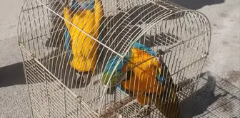 Record penalty for illegal parrot sales! The buyer couldn't escape the punishment either.