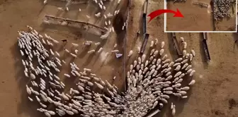 The enthusiastic gathering of sheep and lambs in Erzincan.