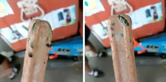 In Thailand, a snake remains were found inside ice cream.