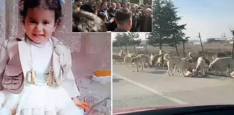 The residents in Karatay protested like this: If no measures are taken, we will kill the dogs ourselves.