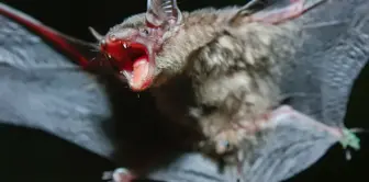 The new type of coronavirus has emerged from bats in Brazil.