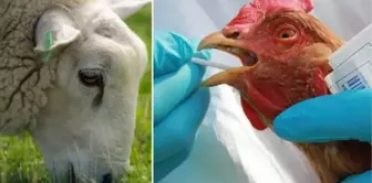 The first case of bird flu was detected in a sheep in England.