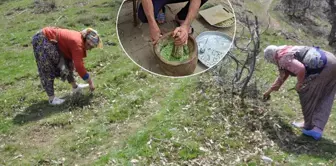 It is collected from the mountain and sold for 10,000 TL per kilogram.