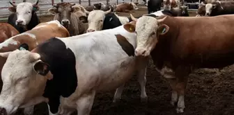 نُشرَت تكلفة ذبح الأضاحي بالوكالة.