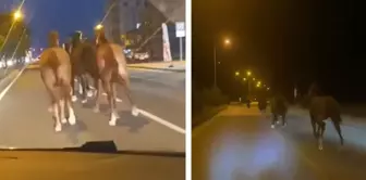 كان في فترة من الفترات أغنى رجل أعمال في تركيا! هربت خيوله السباق من مزرعته.