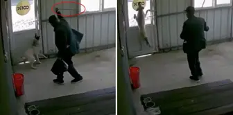 الرجل البالغ من العمر 81 عامًا ضرب كلبه بعصاه بلا رحمة.