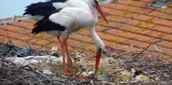 The two chicks of the incubating Yaren stork have hatched from their eggs.