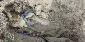 The shepherd found a buried corpse wrapped in a blanket in an empty field.