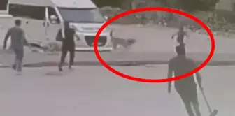 The shopkeeper saved the child who was attacked by street dogs at the last moment.