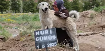 Garip، لا يفارق رأس قبر صاحبه.