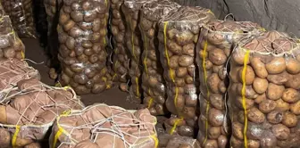 За границы пришло более 2000 тонн картофеля с вирусом.