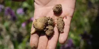 The harvest of salep has begun in Samsun, and it is being sold for 3,000 lira.
