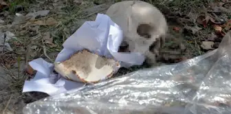 A human skull was found in a trash container! The initial assessment is horrifying.