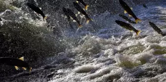 The challenging migration of the pearl mullet in Deliçay was watched by hundreds of people.