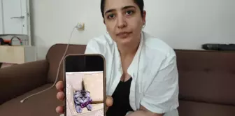 He offered a reward of 15,000 lira for his lost cat: If I can't find it, my wife will divorce me.