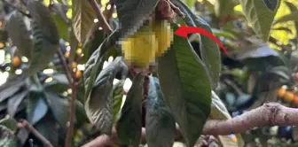 Kimse yüzüne bakmıyor ama ölüm hariç her derde deva! cümlesinin Arapça tercümesi:

