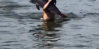 While swimming, he picked up the dead dolphin he encountered and placed it on the shore.