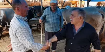 الأرقام أصبحت واضحة! إليكم 7 مدن لدينا حيث أسعار الأضاحي هي الأكثر ملاءمة.