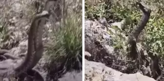 الكاميرا صورت الثعبان الذي تعرض لهجوم.