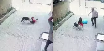البيتبول هاجم الطفل الذي كان يلعب في الشارع.