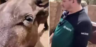 المشاهدون لم يصدقوا أعينهم! انظروا إلى الحيوان الذي وافقوا على ذبحه لأنه 