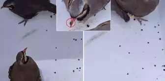 الصورة من تركيا! انظروا إلى العرض الذي قاموا به لقتل الحجل بسهولة.