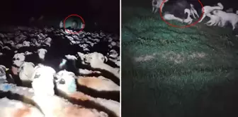 إطلالة تشبه فيلم رعب! ظهرت فجأة، وأصبح الكلاب في حالة من اليأس.