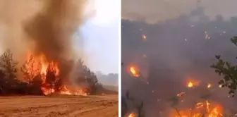 Heartbreaking images from the fire in Bilecik! The forest succumbed to the flames like this.