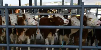 Emergency code 81: All animal markets are closed until further notice.