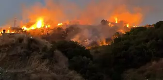 He burned the pillow he saw a tick on and threw it into the garden; an area the size of 17 football fields turned to ashes.